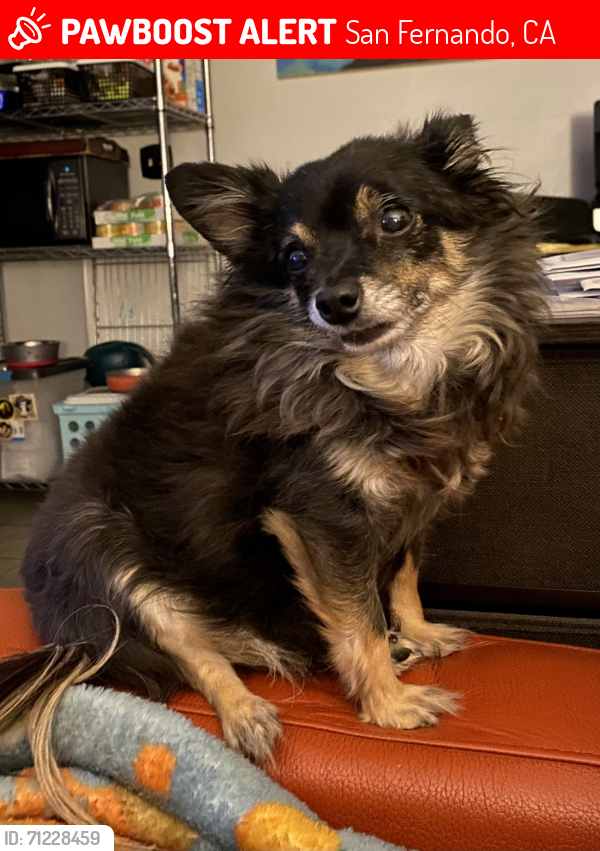 Lost Male Dog last seen Near Whiteman Airport, train tracks , Los Angeles, CA 91331