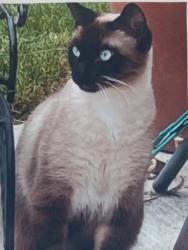 Lost Female Cat last seen Near Greenbrier Way Fair Oaks, CA, Fair Oaks, CA 95628