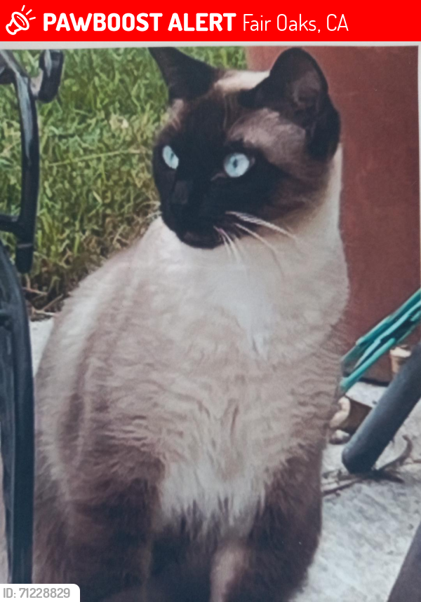 Lost Female Cat last seen Near Greenbrier Way Fair Oaks, CA, Fair Oaks, CA 95628
