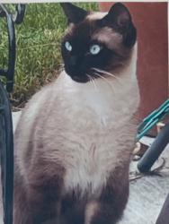 Lost Female Cat last seen Madison Ave, Fair Oaks, CA 95628