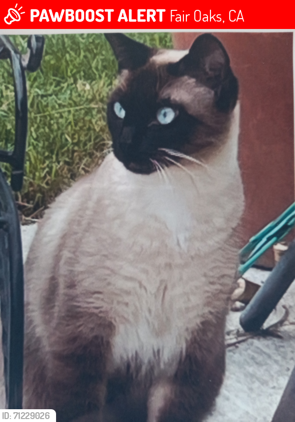 Lost Female Cat last seen Madison Ave, Fair Oaks, CA 95628