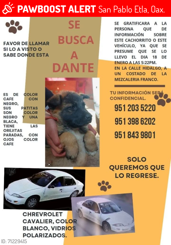 Lost Male Dog last seen Primera seccion, San Pablo Etla, Oax. 68259