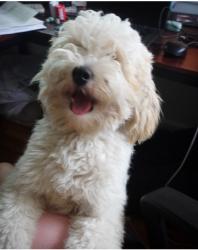 Lost Male Dog last seen 3rd Street between Orange and Esperanza, Long Beach, CA 90802