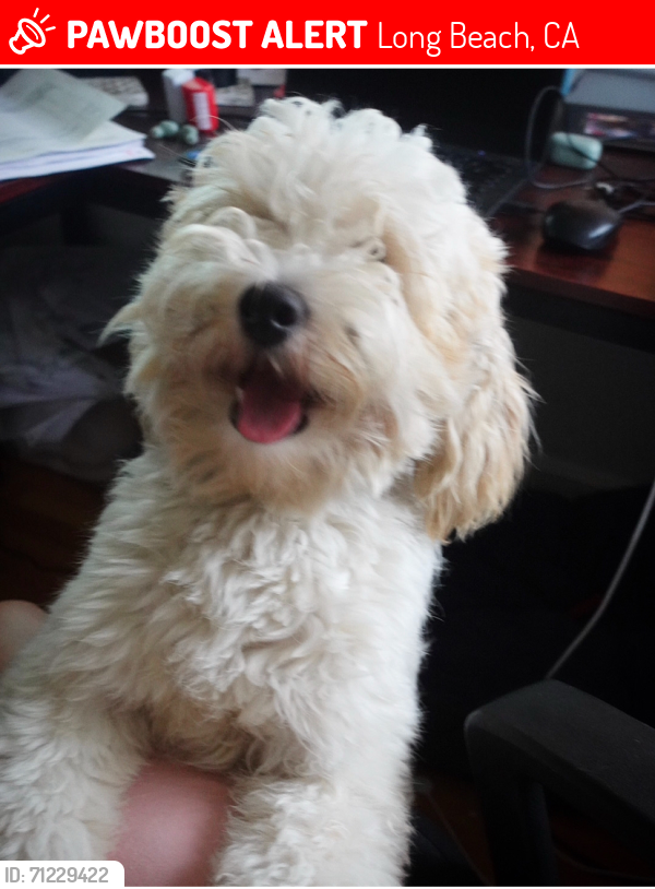 Lost Male Dog last seen 3rd Street between Orange and Esperanza, Long Beach, CA 90802
