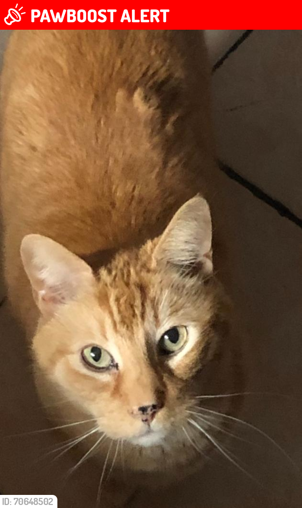Lost Male Cat last seen Old Forge Road New Castle/ Corn Field , New Castle County, DE 19720