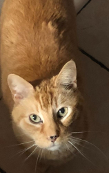 Lost Male Cat last seen Old Forge Road New Castle/ Corn Field , New Castle County, DE 19720