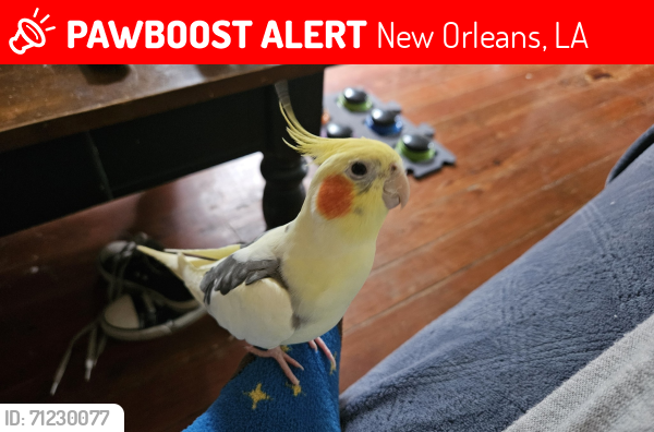 Lost Male Bird last seen Hickory and Leonidas, New Orleans, LA 70118