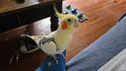 Lost Male Bird last seen Hickory and Leonidas, New Orleans, LA 70118