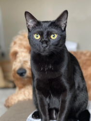 Lost Female Cat last seen elk and makayla, Aumsville, OR 97325