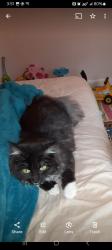 Lost Female Cat last seen Taylorwood circle, Sharpsburg NC, Sharpsburg, NC 27803