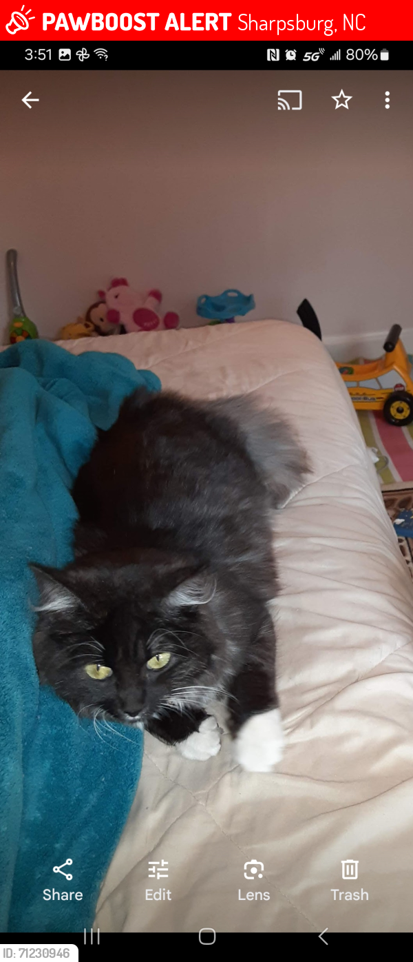 Lost Female Cat last seen Taylorwood circle, Sharpsburg NC, Sharpsburg, NC 27803