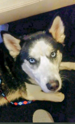 Lost Female Dog last seen Near W. Gaston Yorktown pike / Conner Rd. (475 N.), Gaston, IN 47342
