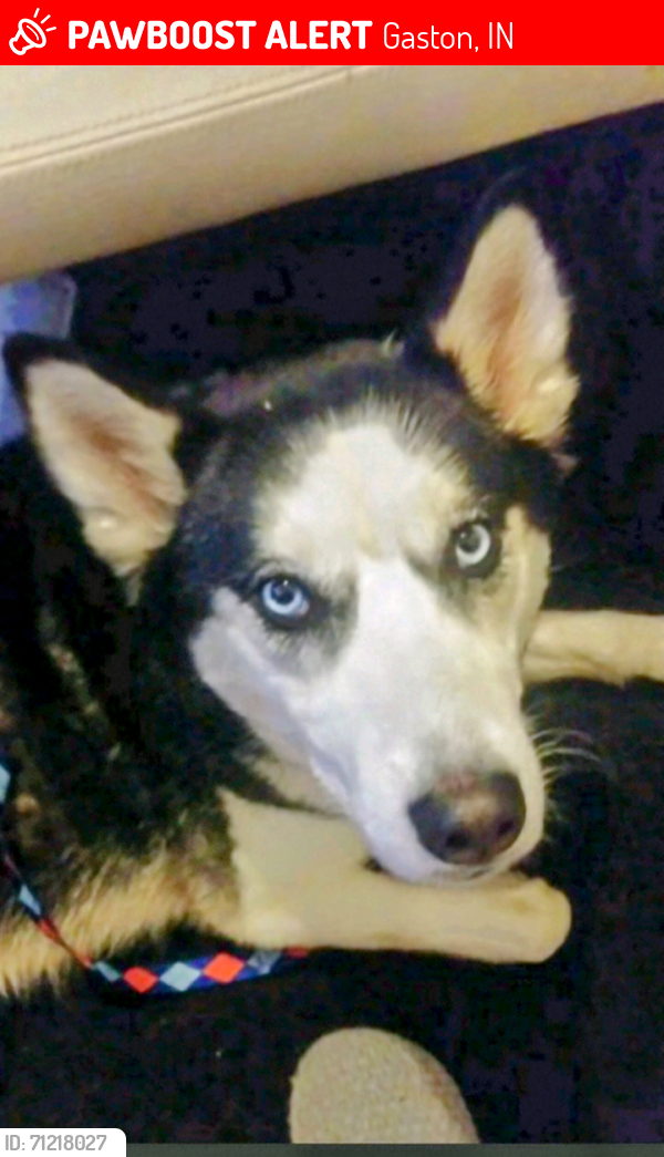 Lost Female Dog last seen Near W. Gaston Yorktown pike / Conner Rd. (475 N.), Gaston, IN 47342