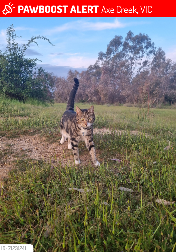 Lost Male Cat last seen Between Steens Road and Myrtle Creek Road, Axe Creek, VIC 3551