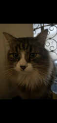 Lost Male Cat last seen broadway ave & 4th st in st. paul park., Saint Paul Park, MN 55071