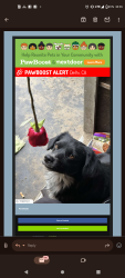 Lost Male Dog last seen Sycamore and palm, Delhi, CA 95315
