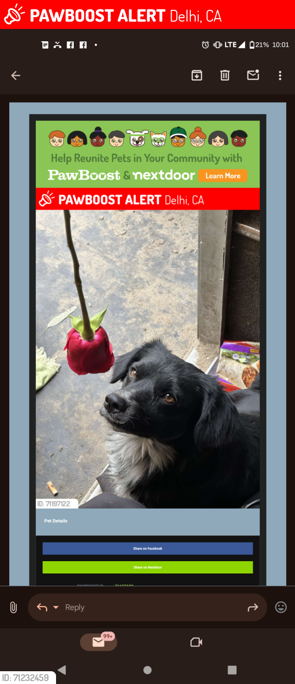 Lost Male Dog last seen Sycamore and palm, Delhi, CA 95315