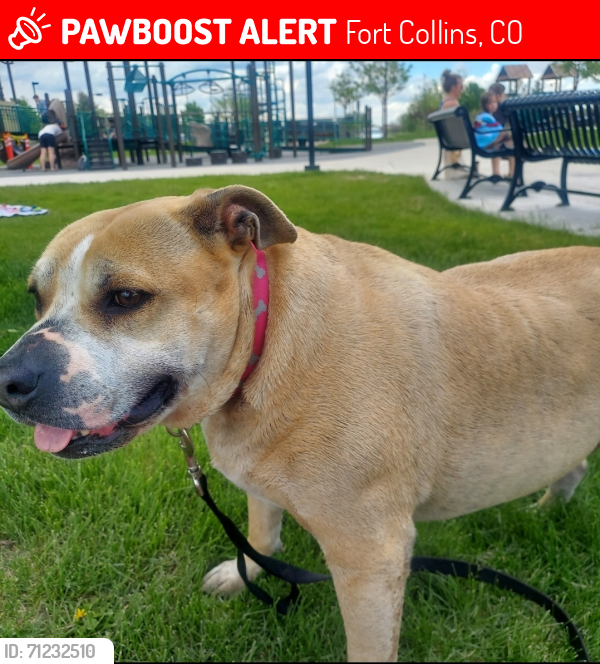 Lost Female Dog last seen City park ave and Elizabeth fort Collins, co, Fort Collins, CO 80521