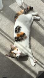 Lost Female Cat last seen Near the old milk bar, Ascot Vale, VIC 3032