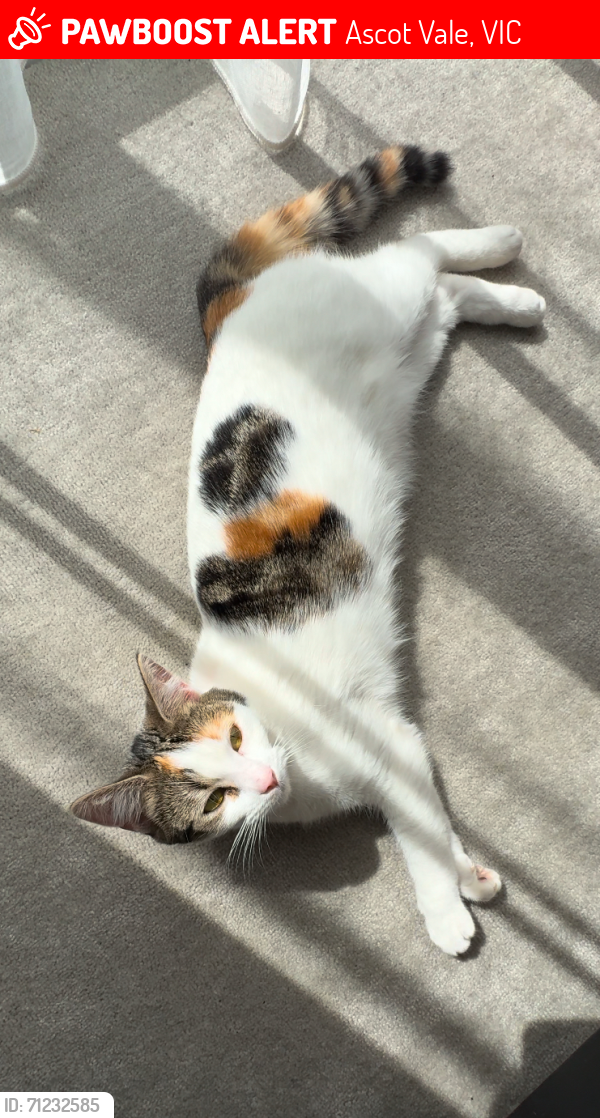 Lost Female Cat last seen Near the old milk bar, Ascot Vale, VIC 3032