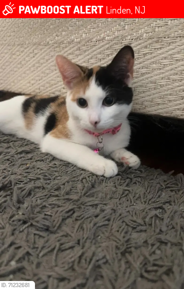 Lost Female Cat last seen St George st , Linden, NJ 07036