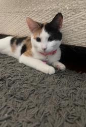 Lost Female Cat last seen St George st , Linden, NJ 07036