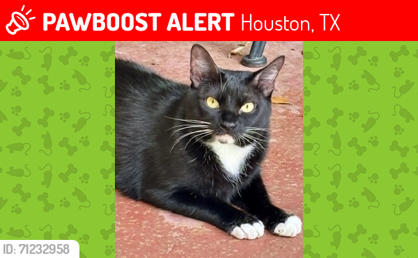 Lost Male Cat last seen Sun Valley and Marlive , Houston, TX 77025