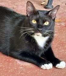 Lost Male Cat last seen Sun Valley and Marlive , Houston, TX 77025