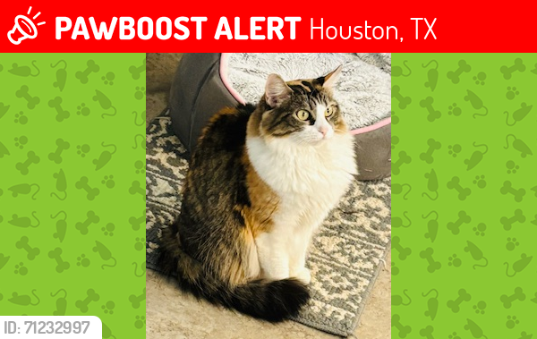 Lost Female Cat last seen Sun Valley Drive and Marlive, Houston, TX 77002