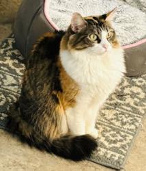 Lost Female Cat last seen Sun Valley Drive and Marlive, Houston, TX 77002