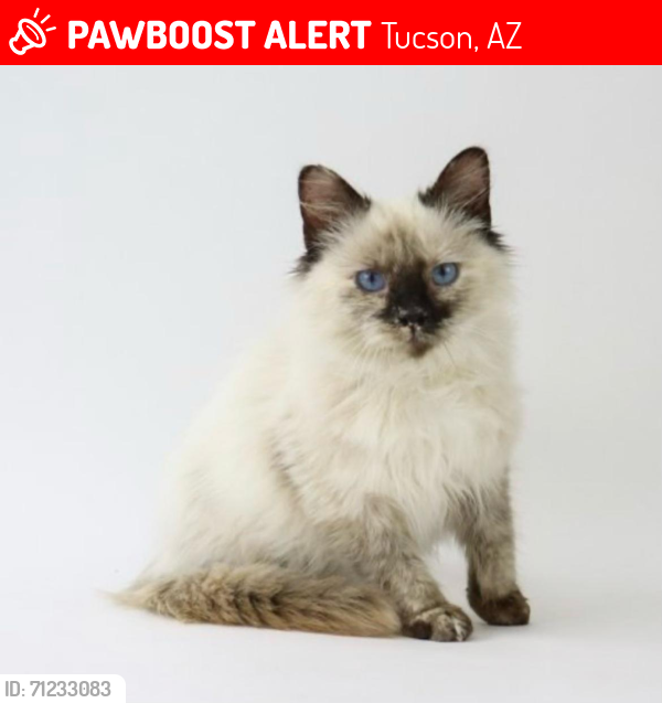 Lost Female Cat last seen Prince & Country Club, Tucson, AZ 85716