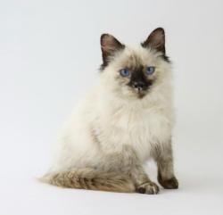 Lost Female Cat last seen Prince & Country Club, Tucson, AZ 85716