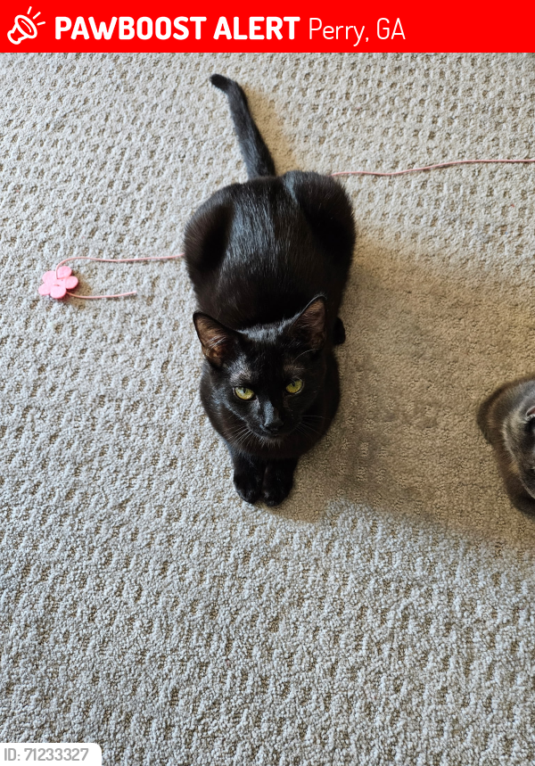 Lost Female Cat last seen Grand Reserve Way loop start in Mermac Way in Grand Reserve subdivision off Bear Branch Road, Perry, GA 31047