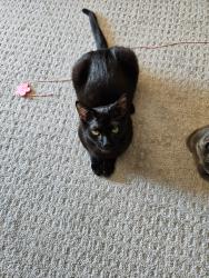 Lost Female Cat last seen Grand Reserve Way loop start in Mermac Way in Grand Reserve subdivision off Bear Branch Road, Perry, GA 31047