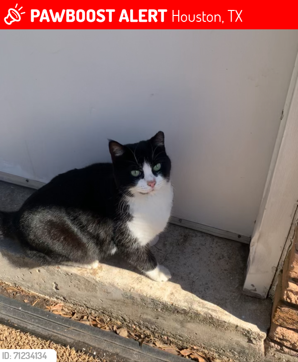 Lost Male Cat last seen Whittingham Ln and Misty Glen, Houston, TX 77099