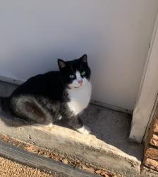 Lost Male Cat last seen Whittingham Ln and Misty Glen, Houston, TX 77099