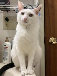 Reunited Male Cat last seen Lakeland Trails, Lake Mills, WI 53551