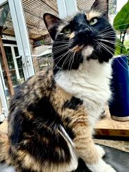 Lost Female Cat last seen Hardy Oak &  Crescent Oaks in Stone Oak, San Antonio, TX 78258