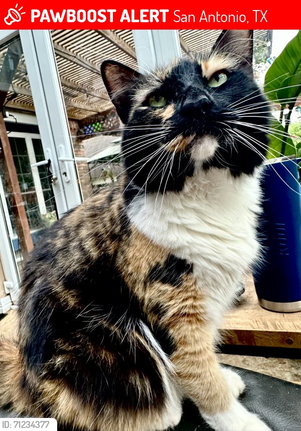 Lost Female Cat last seen Hardy Oak &  Crescent Oaks in Stone Oak, San Antonio, TX 78258