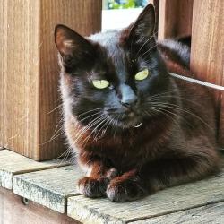 Lost Female Cat last seen Acacia street, Oatley, Oatley, NSW 2223