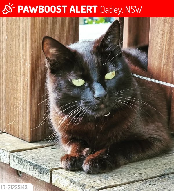 Lost Female Cat last seen Acacia street, Oatley, Oatley, NSW 2223