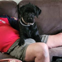 Reunited Male Dog last seen Mendenhall and owen, Memphis, TN 38122