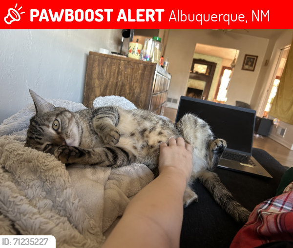 Lost Female Cat last seen San Pedro and Kathryn, Albuquerque, NM 87108