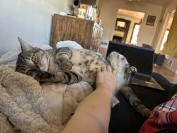 Lost Female Cat last seen San Pedro and Kathryn, Albuquerque, NM 87108