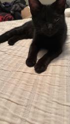 Lost Female Cat last seen Avery and Powe st close to downtown , Morganton, NC 28655