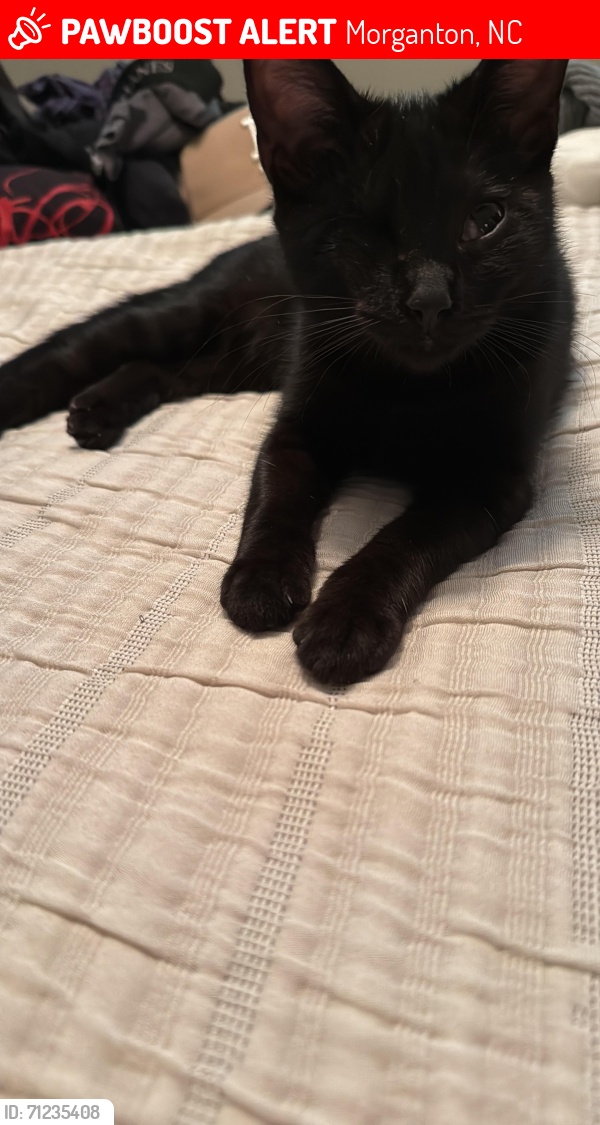 Lost Female Cat last seen Avery and Powe st close to downtown , Morganton, NC 28655