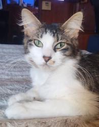 Reunited Female Cat last seen Waterford Harbor Marina, Kemah, TX 77565