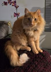 Lost Male Cat last seen Bluefield sc, Lexington, SC 29073