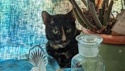 Lost Female Cat last seen Braewick Ct and Briargate , Mesquite, TX 75181