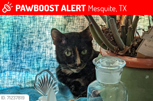 Lost Female Cat last seen Braewick Ct and Briargate , Mesquite, TX 75181